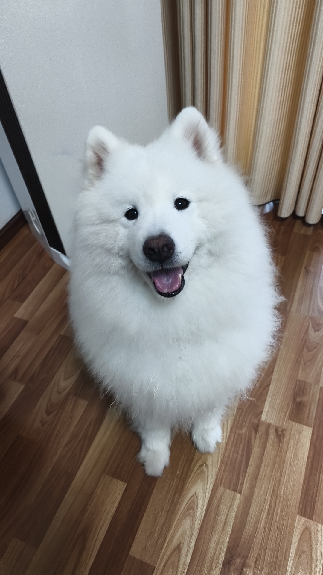 Hugo's white Samoyed dog Daidai